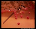 salmonella enterica